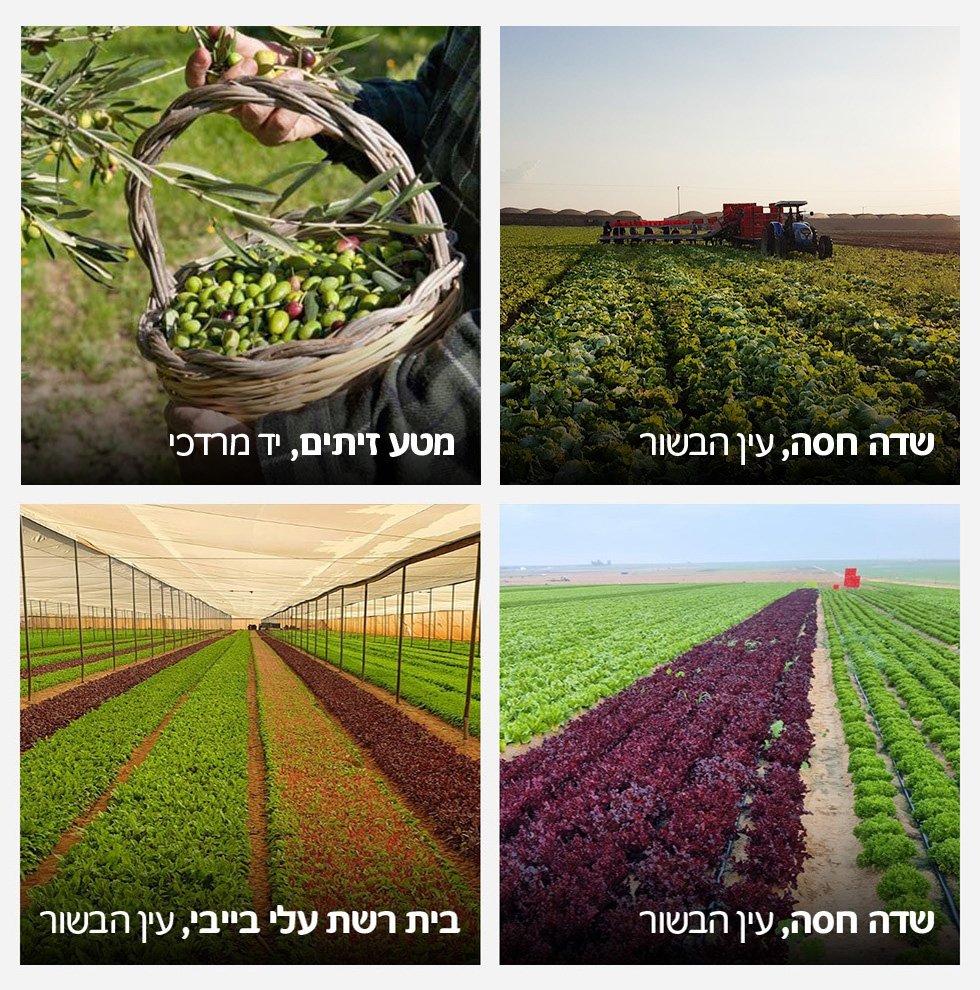 תמונות מימין לשמאל 1. שדה חסה, עין הבשור 2. מטע זיתים, יד מרדכי 3. מפעל יד מרדכי 4. שדה חסה, עין הבשור 5. שדה חסה, עין הבשור 6. בית רשת עלי בייבי, עין הבשור